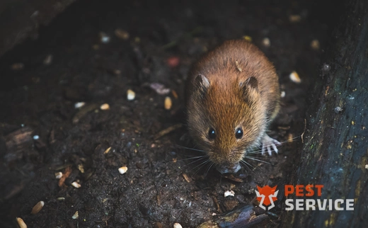 Дератизация в Междуреченске